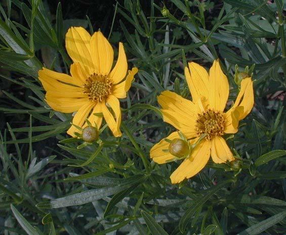 Prairie Coreopsis Coreopsis palmata Color: Yellow Blooms: June July Mature Height: 2 5 Mature Width: 2 3 Soil Moisture: Mesic Dry Planting Tips: The densely spaced, bright, showy yellow flowers of