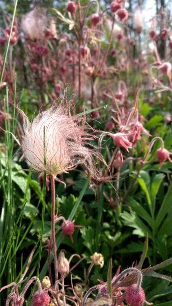 Prairie Smoke Geum triflorum Color: Pink Blooms: Spring Early Summer Mature Height: 8 12 Mature Width: 1 6 Soil Moisture: Dry Mesic