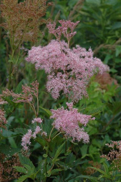 Queen of the Prairie Filipendula rubra Color: Pink Blooms: Summer Mature Height: 3 5 Mature Width: 2 4 Sun Exposure: Full Sun Soil Moisture: Moist Mesic Wet Planting Tips: This uncommon plant is