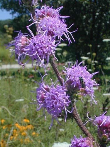 Rough Blazingstar Liatris aspera Color: Purple Blooms: Late Summer Early Fall Mature Height: 2 3 Mature Width: 10 24 Soil Moisture: Dry Mesic Planting Tips: The flowers of Rough Blazingstar begin to