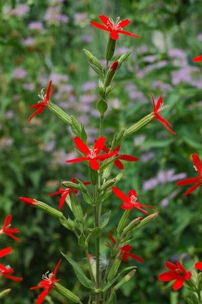 Royal Catchfly Silene regia Color: Red Blooms: Mid Late Summer Mature Height: 2 4 Mature Width: 1 2 Sun