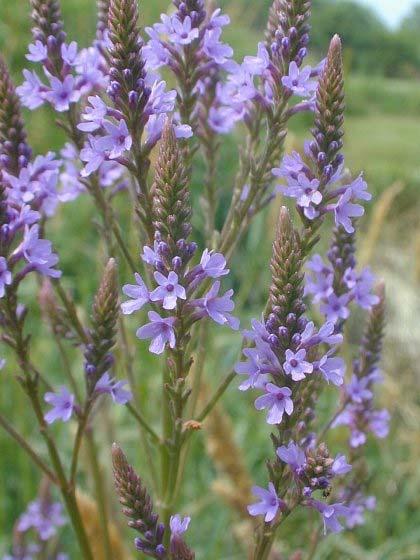 Blue Vervain Verbena hastata Color: Blue Violet Blooms: Mid Late Summer Mature Height: 4 5 Mature Width: 1 2 Soil Moisture: Moist Mesic Wet Planting Tips: This attractive bloomer is the only Verbena