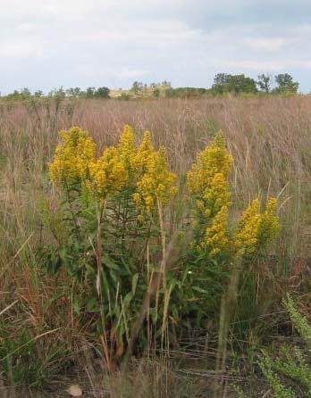 Showy Goldenrod Solidago speciose Color: Yellow Blooms: Late Summer Fall Mature Height: 2 5 Mature Width: 1 3 Soil Moisture: Dry Mesic Planting Tips: As the name implies, this plant is very showy
