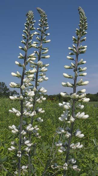 White Wild Indigo Baptisia leucantha Color: White Blooms: Late Spring Mid Summer Mature Height: 3 6 Mature Width: 2 4 Sun Exposure: Full Sun Soil Moisture: Mesic to Dry Planting Tips: Shrub like in