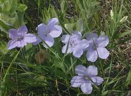 Wild Hairy Petunia Ruellia himilis Color: Light purple Blooms: Summer Mature Height: 1 Mature Width: 1 Soil Moisture: Dry Moist Mesic Planting Tips: This wild petunia looks similar to the familiar