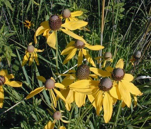 Yellow Coneflower Ratibida pinnata Color: Yellow Blooms: July August Mature Height: 3 6 Mature Width: 2 4 Soil Moisture: Dry Mesic Mesic Planting Tips: A relatively tall specimen, yellow coneflower