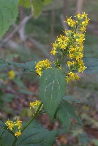 Zig-Zag Goldenrod Solidago flexicaulis Color: Yellow Blooms: Fall Mature Height: 1 3 Mature Width: 1 2 Sun Exposure: Partial Sun Dappled Shade Soil Moisture: Dry Mesic Wet Planting Tips: This