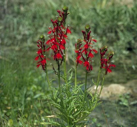 Cardinal Flower Lobelia cardinalis Color: Red Blooms: July September Mature Height: 2 4 Mature Width: 1 2 Soil Moisture: Moist Mesic Wet Planting Tips: The large spikes of blooms on the Cardinal