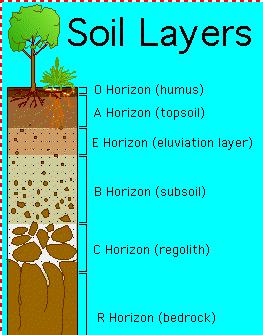 Soil Layers O horizon- A horizon-