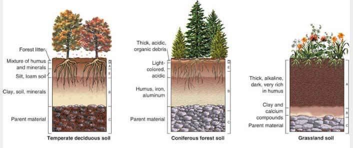 Typical Soil