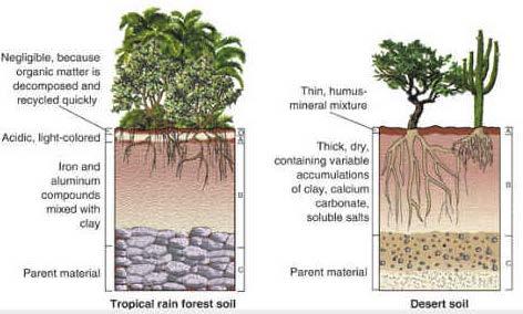 Typical Soil