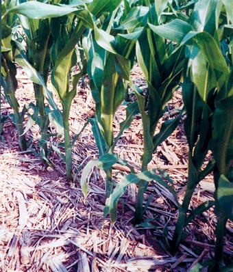 use of special tillers which loosen subsurface soil without turning over top soil