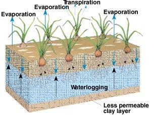 (level of the water below the soil surface) & lowers