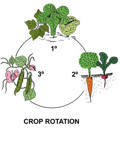 What type of crops might be grown in alternating years that would improve