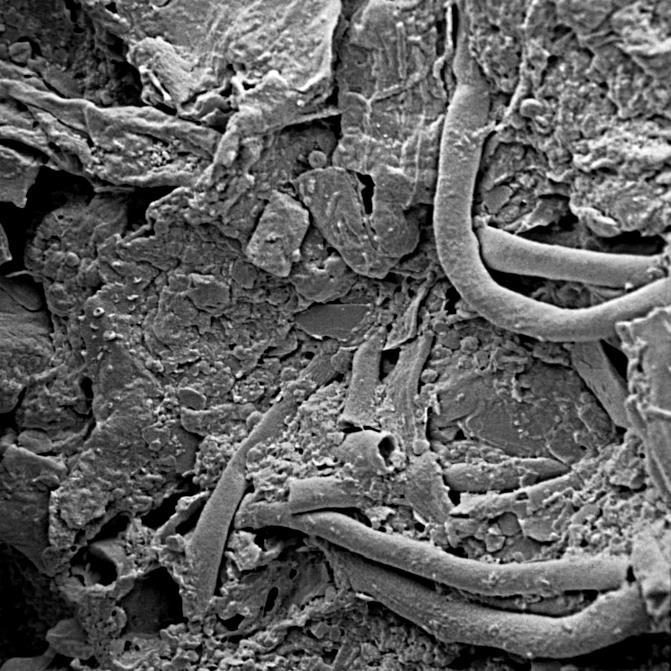 Fungal hyphae growing through the soil