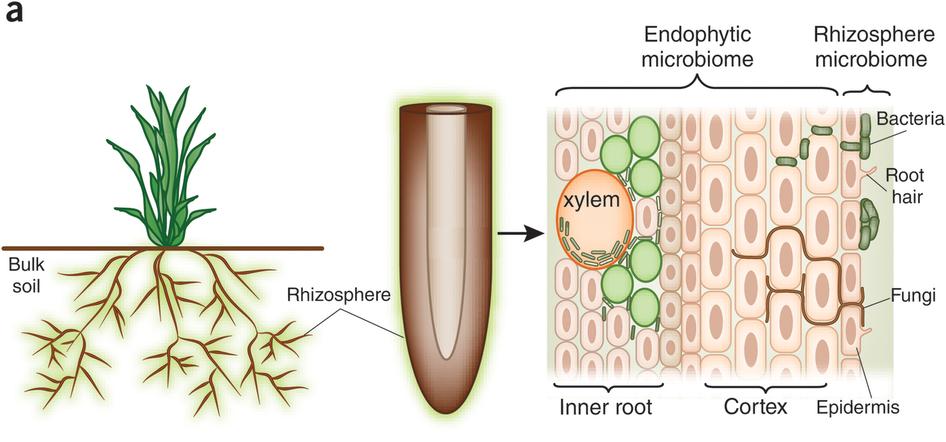 Plant Roots Feed the Microbes!