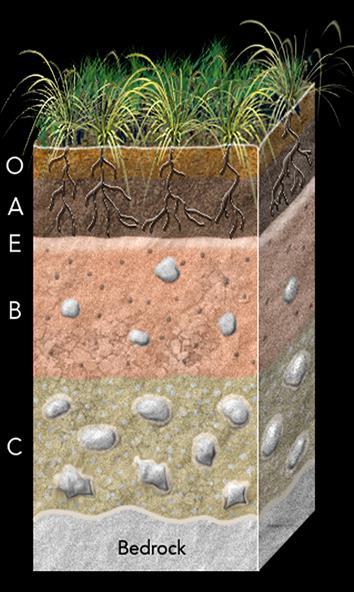 Observe this SOIL PROFILE through soil O: