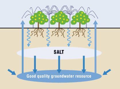 Salinization of Irrigated Soil Irrigation water soaks through the soil area where the plant roots grow, adding to the existing water.
