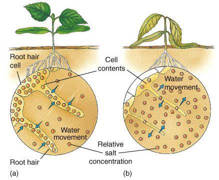 Effects of Salinized Soil on Plants Normally, the water concentration inside plant cells is lower than that in the soil resulting in a net movement of water into the root cell.