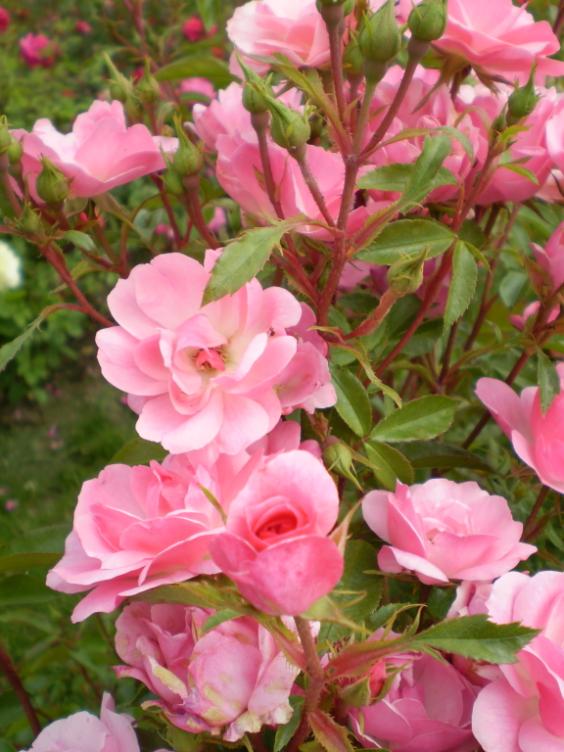 Petal Count: 20 New! Pinktopia Easy Elegance, Rosa ʻBAImasʼ (PPAF) Looking for the perfect pink rose to add to your garden?