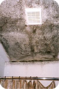 Get Help with Larger Areas Contact your housing manager or your local Environmental Health Officer (EHO) if you suspect that your home has: One or more patches of mould larger than 1 square metre