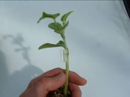 Seedlings were grafted using a hole-insert and rootless