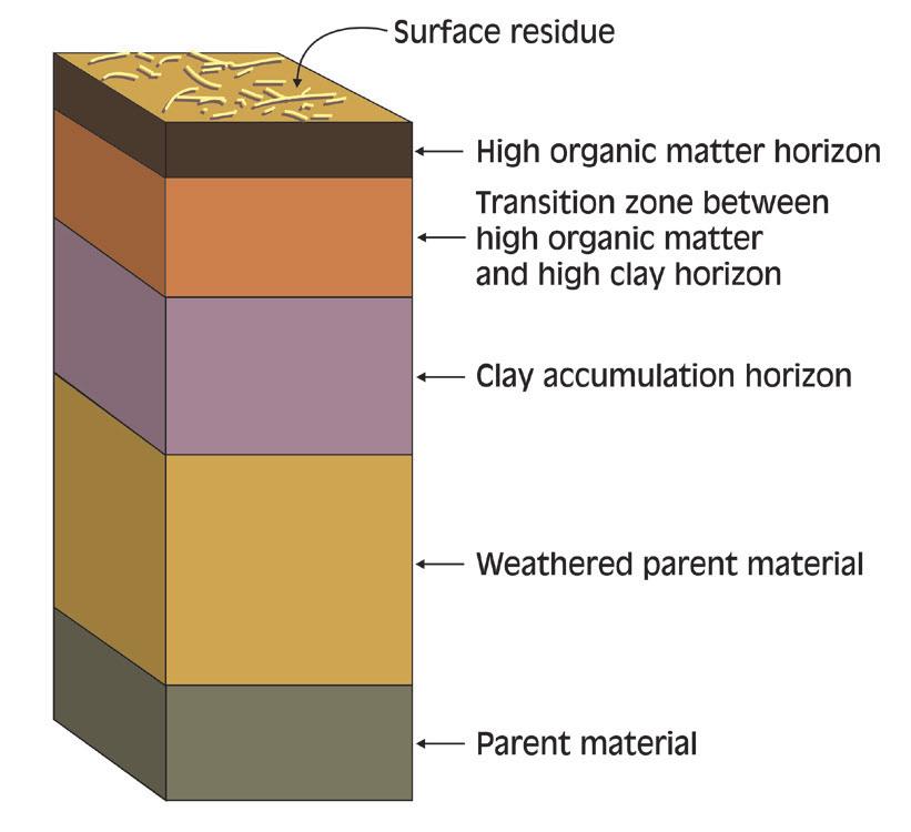 Some important features of a soil profile are shown in Figure C-2. Two features are particularly important to nitrogen management.