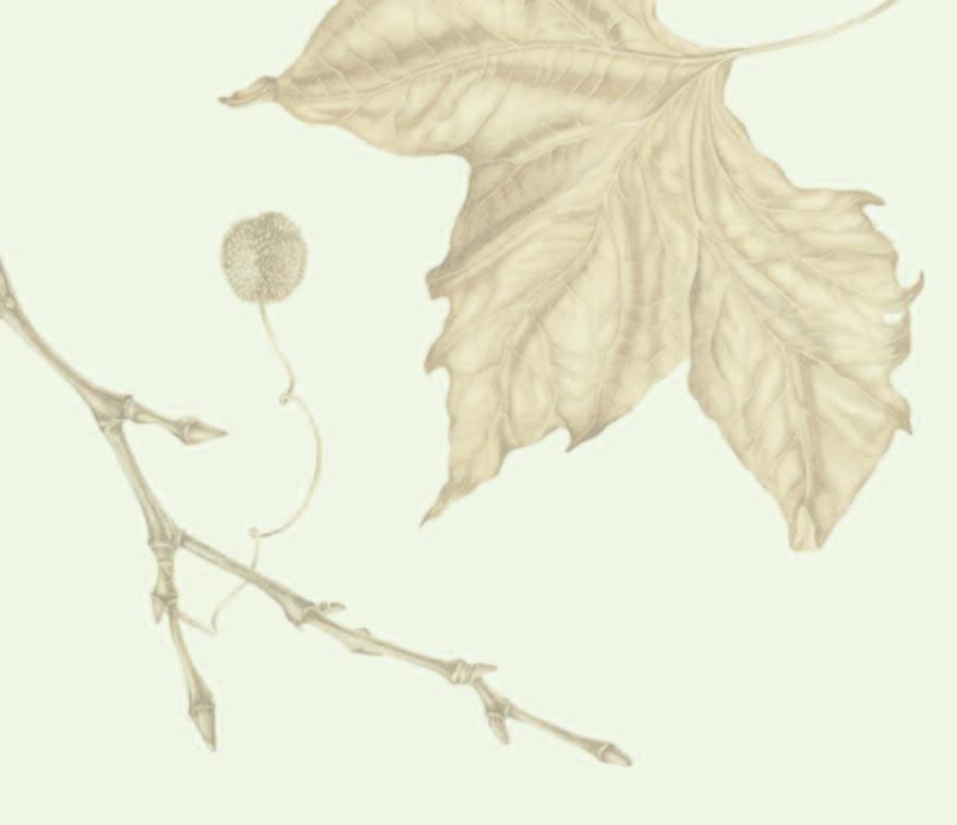 Leaves and Foliage Monday 8 to Wednesday 10 September 2014, Leaves and foliage are an integral and essential part of botanical illustration but are rarely the