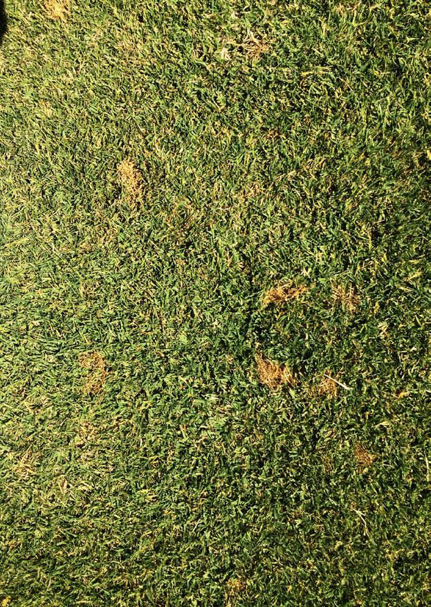 Unfortunately, the desire to have an aesthetically pleasing lawn and actually having one are often two different things. Turfgrass is susceptible to many different types of diseases.