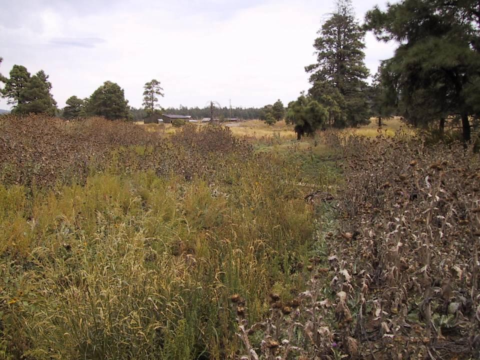 Problem Severe noxious weed invasion