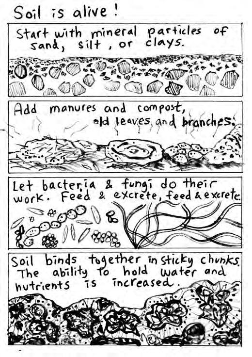 Soil Structure How we can affect it: Create/support soil food web Feed