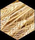 Fuels: PELLET wood sawdust wheat shavings fruit chippings kernels nuts Dedicated for effective burning of biomass,