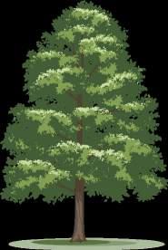 Follow the illustration below for tips on placing trees in a landscape.