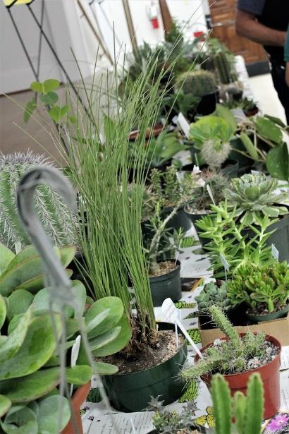 Plan your schedule and save your money! Starting Thursday, the Garden Center will be bursting with 10 vendors ready to provide you with unique cactus & succulents.