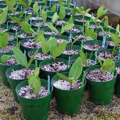 I. Cuttings are the most common method of vegetative propagation. A.
