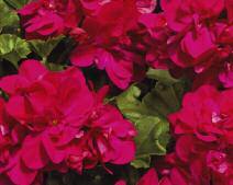 Sheridan Garden Easy Wave Rosy Dawn Geraniums Everybody recalls the velvety leaves and the