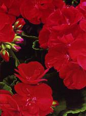 Geraniums are selected for their flower power.