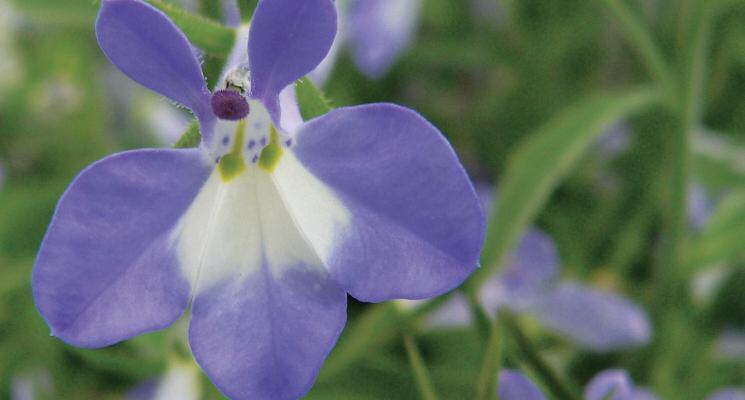 Lobelia - Techno Light Blue & White Floriferous small trailing flower Easy care Great in plant beds, baskets and containers Avg ht: 10, Avg spr: 10 Colourful An Million Bells (Calibrachoa) Callie