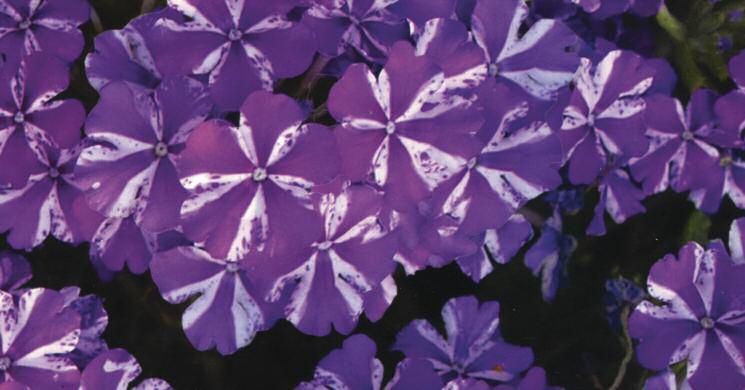 Verbena - Lanai Series Purple Star and Blue Large