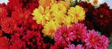 Dahlia Large single or double flowers All colours available except blue