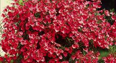 Dianthus (Pinks) Plants produce very showy cut flowers in shades of pink
