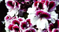 continuous blooms Avg ht: 6, Avg spr: 8 Geranium (Regal) (Martha