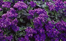 Heliotrope This plant produces large, sweetly fragrant clusters of purple or