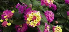 colourful blooms Heat and drought tolerant Plant trails up to 18 Avg ht: 12,