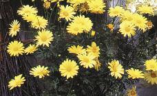 (Argyranthemum) Dainty, daisy-like flowers in white, yellow or pink Avg ht: