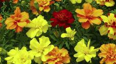 double flowers All marigolds have fern-like foliage Avg ht: 8-2 Million Bells