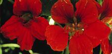 fall Fertilizing discourages flowering Avg ht: 12 for bush form, Avg spr: 6