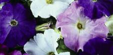 and spread depends on the variety Petunia (Waves) Use as a ground cover, in