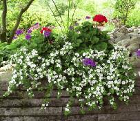Great for plant beds, containers, and mass plantings with
