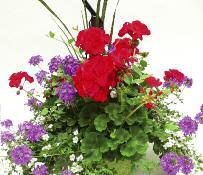 Flower) Profuse blue or white flowers for hanging baskets and